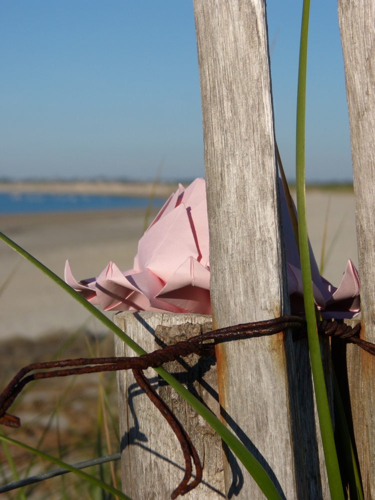 Mon Waterlili en Bretagne