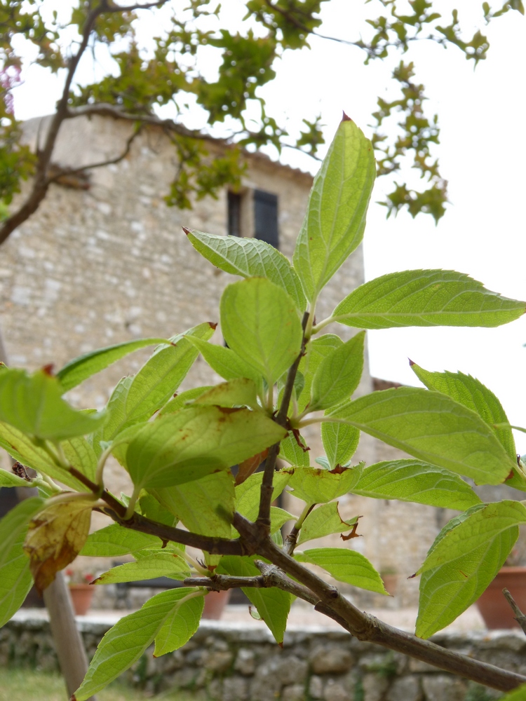 Maison familiale, origamis et retrouvailles