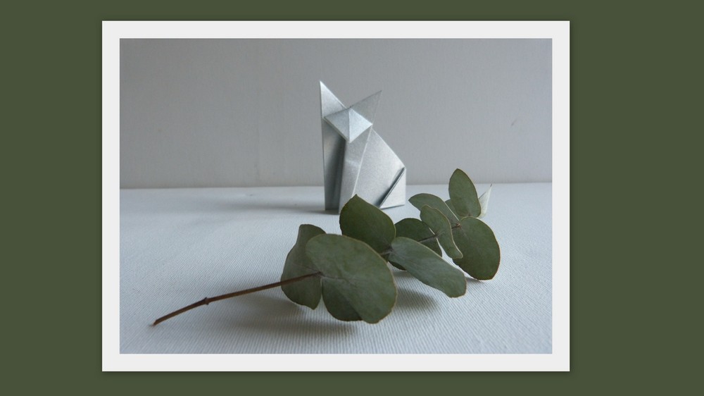 mes renards, prémisses du printemps